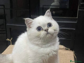Británico de Pelo Corto gatos - Anuncio 15