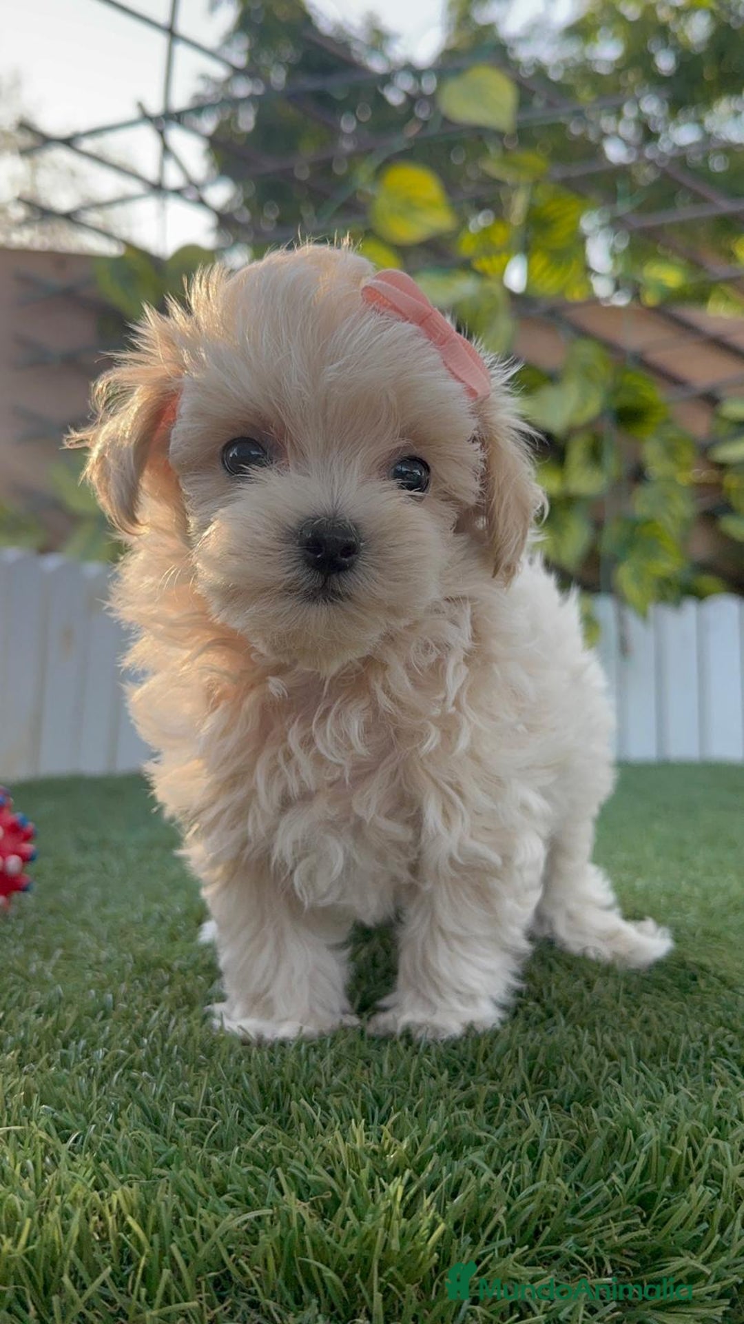 Maltipoo perros en venta: MALTIPOO MACHO - Imagen 5
