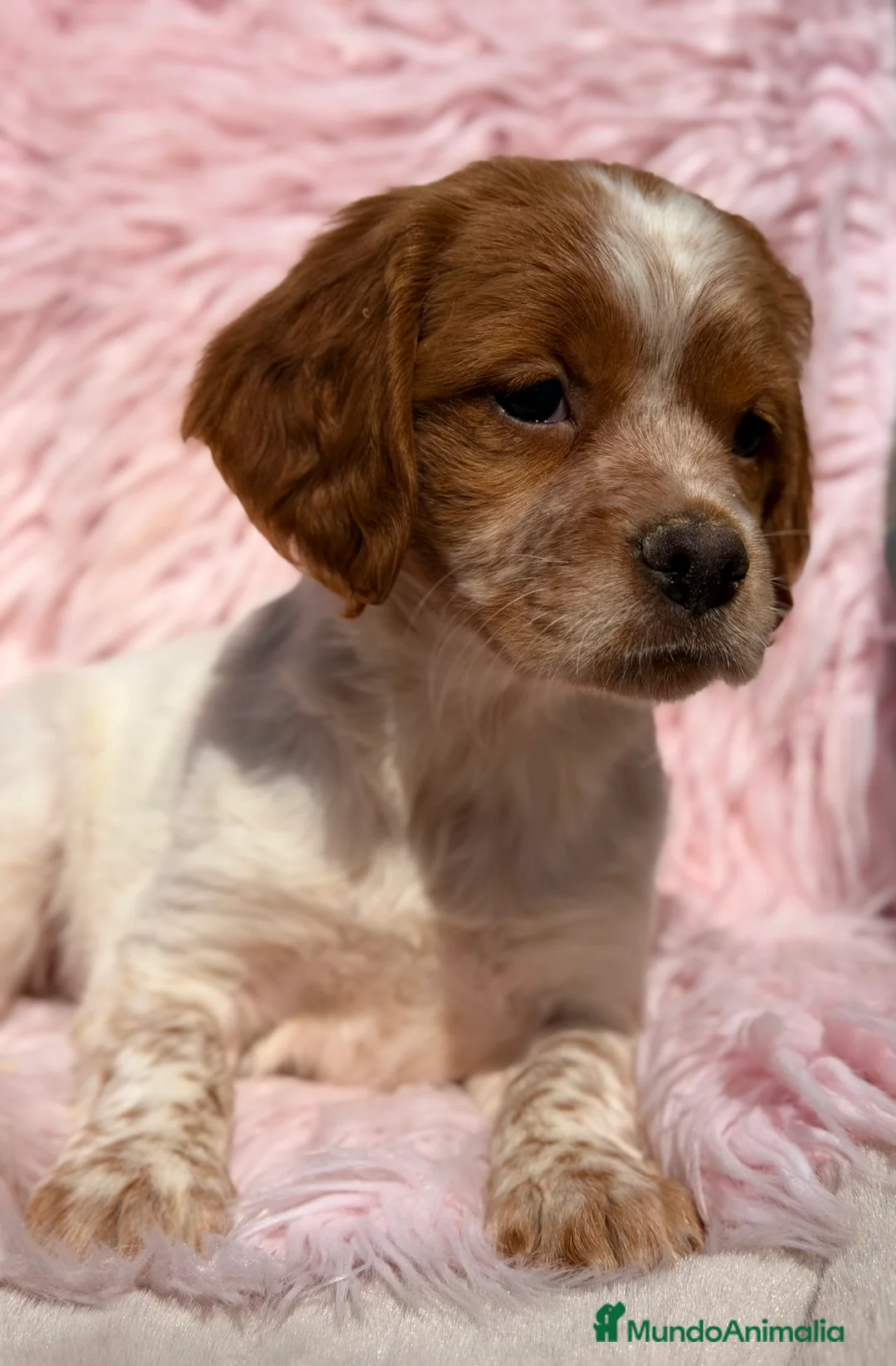 Épagneul Breton perros en venta: Breton español  - Anuncio 2