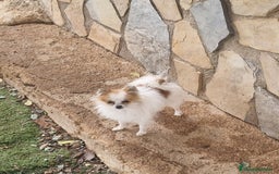 Pomerania perros en venta: Pomerania parti micro/toy - Imagen 2