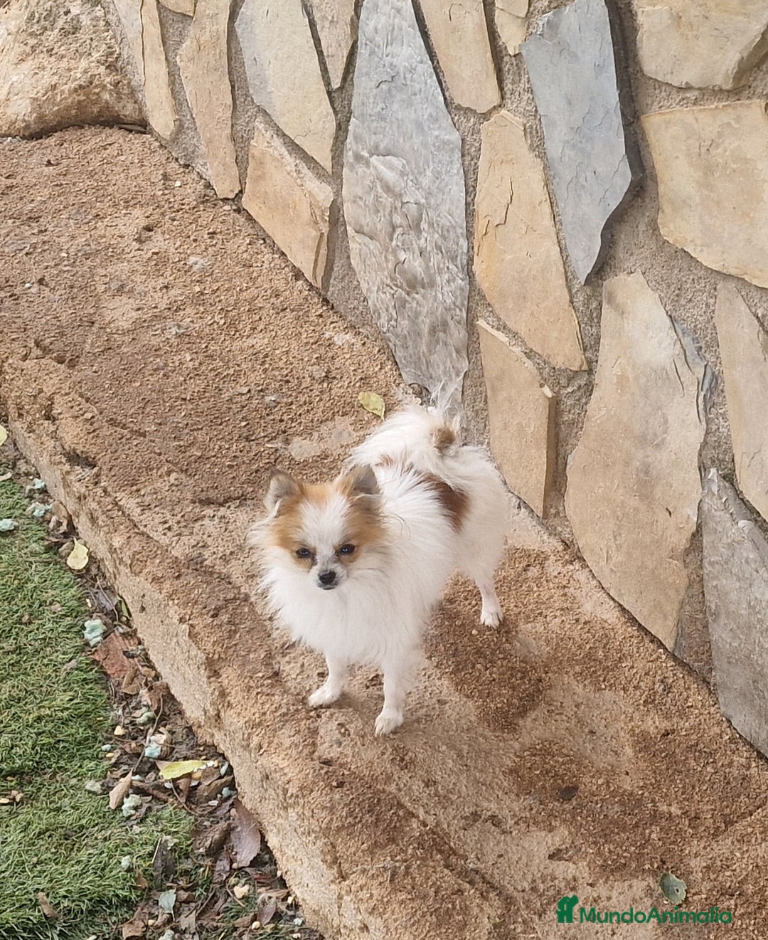 Pomerania perros en venta: Pomerania parti micro/toy - Imagen 2