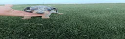 Teckel Miniatura perros en venta: Exclusivos Teckel Arlequin Blue - Anuncio 1