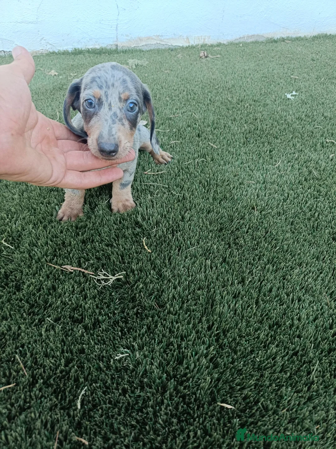 Teckel Miniatura perros en venta: Exclusivos Teckel Arlequin Blue - Anuncio 1