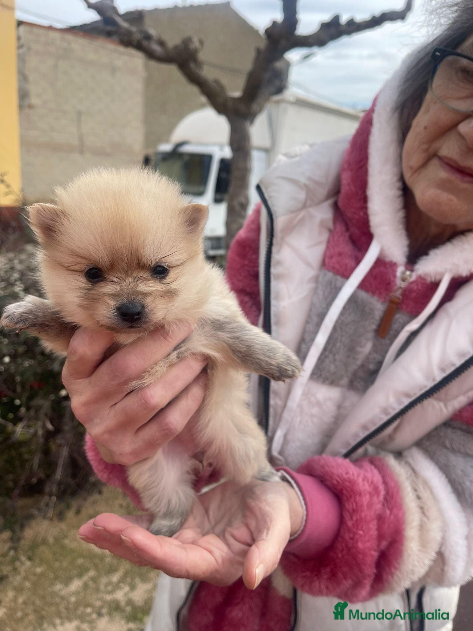 Pomerania perros Pomerania  - Anuncio 1