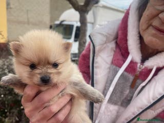 Pomerania perros Pomerania - Anuncio 1