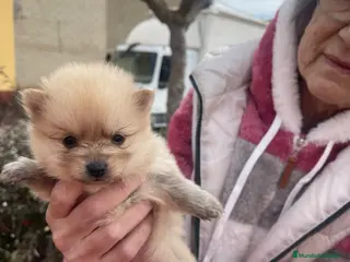 Pomerania perros Pomerania - Anuncio 8