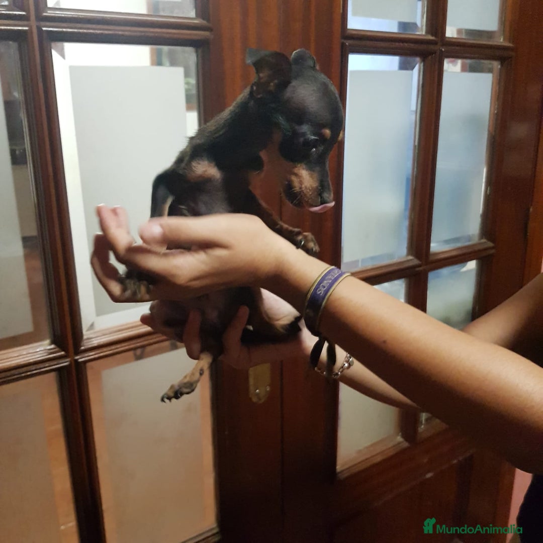 Ratón de Praga perros en venta: Ratón de praga  - Imagen 5