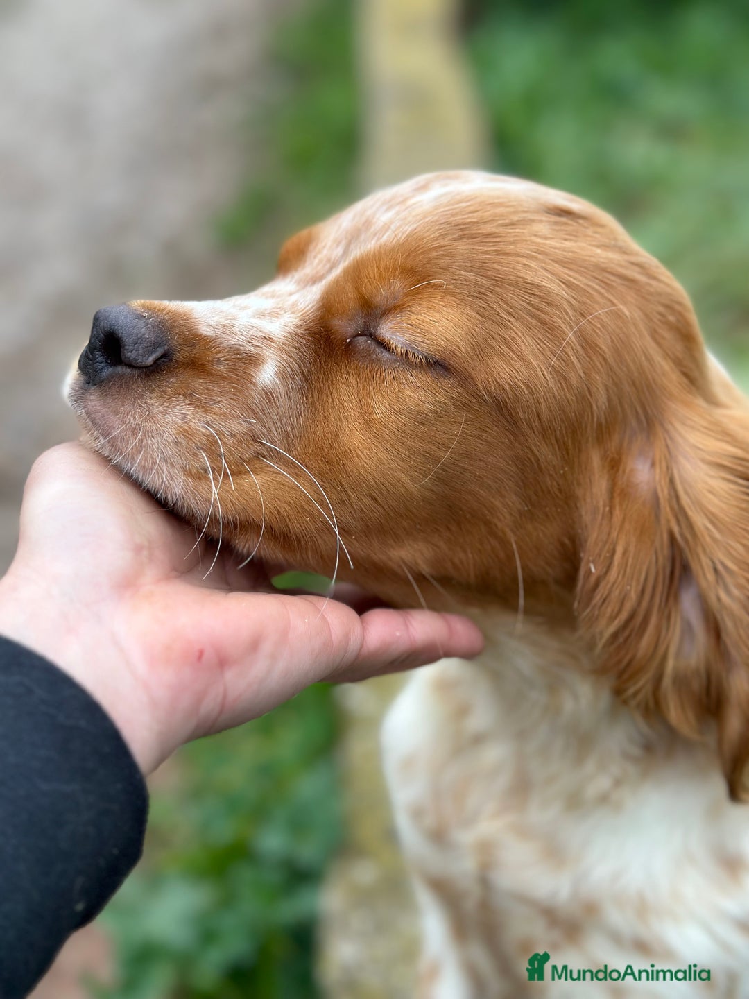 Épagneul Breton perros en venta: BRETÓN ESPAÑOL BLANCO Y NARANJA DISPONIBLES en Barcelona - Imagen 4