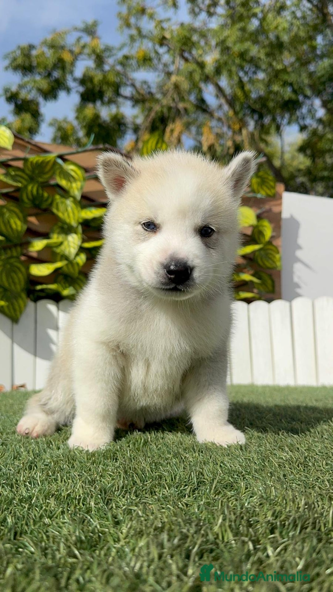 Husky Siberiano perros en venta: HUSKY SIBERIANO - Anuncio 19