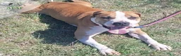 Raza Mixta perros en adopcion: BRIDGET busca hogar - Anuncio 3