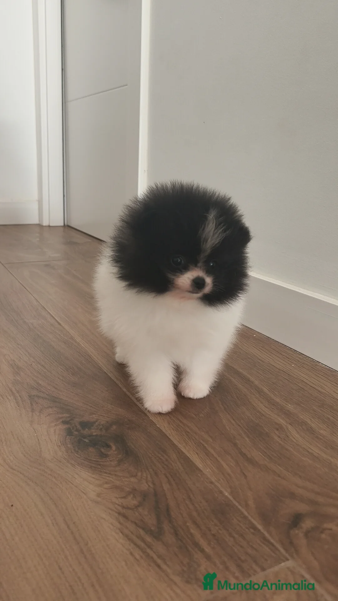 Pomerania perros en venta: Pomerania TOY Party ♀️♂️ - Anuncio 9
