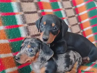 Teckel Miniatura perros Machito teckel negro y fuego miniatura - Anuncio 2