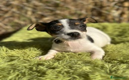 Jack Russell Terrier perros en venta: Jack russell pata corta - Imagen 7