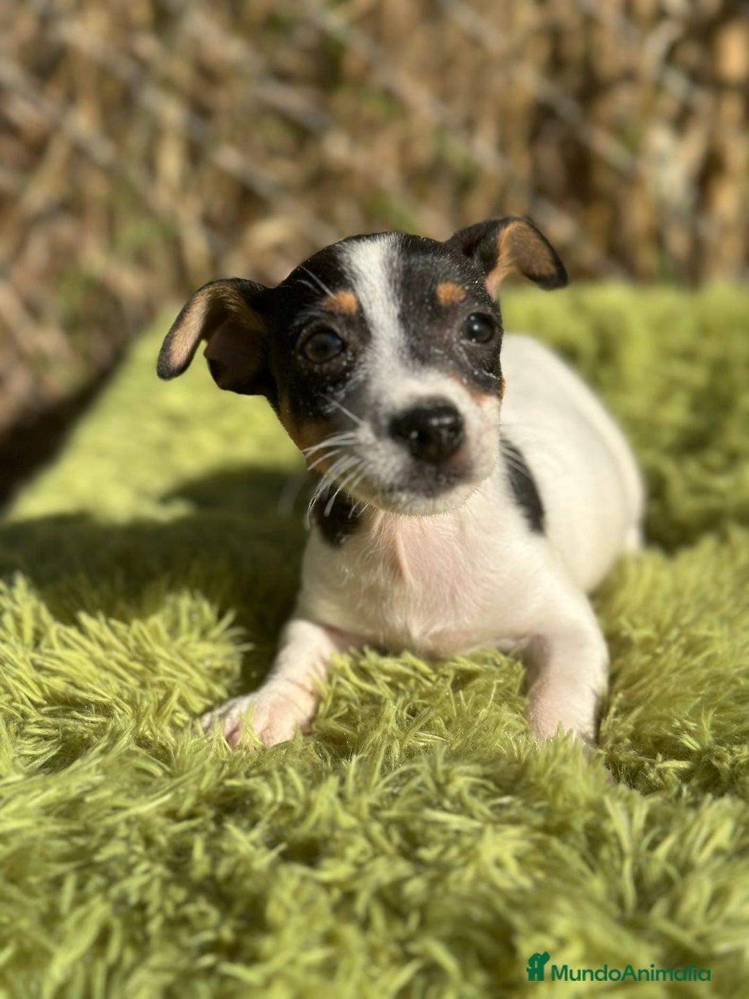 Jack Russell Terrier perros en venta: Jack russell pata corta - Imagen 7