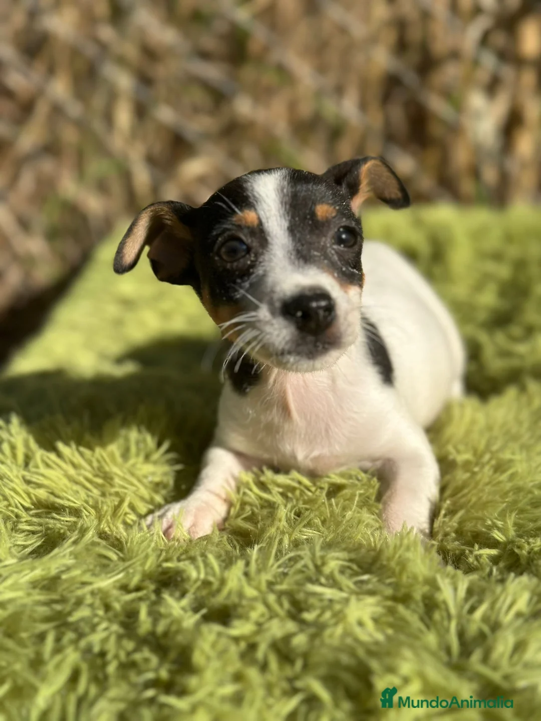Jack Russell Terrier perros en venta: Jack russell pata corta - Anuncio 7