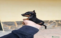 Pinscher Miniatura perros en venta: Espectaculares mini pinscher  - Imagen 2