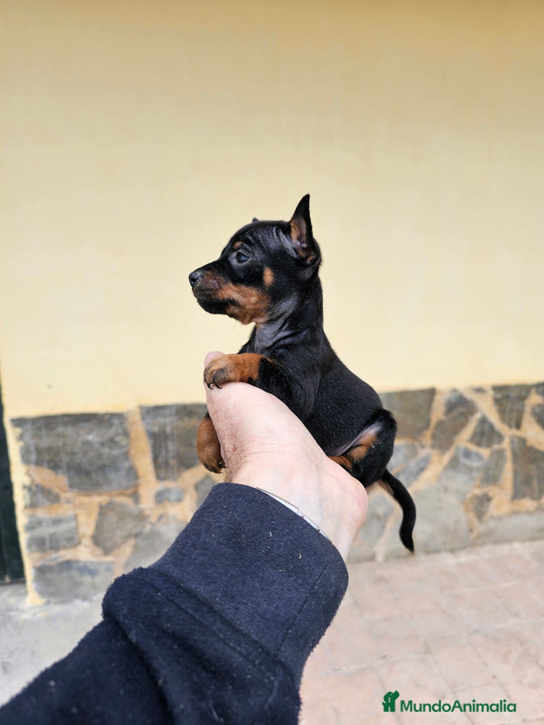 Pinscher Miniatura perros en venta: Espectaculares mini pinscher  - Imagen 2