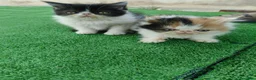 Persa gatos en venta: Gatitos persas de compañia - Anuncio 4
