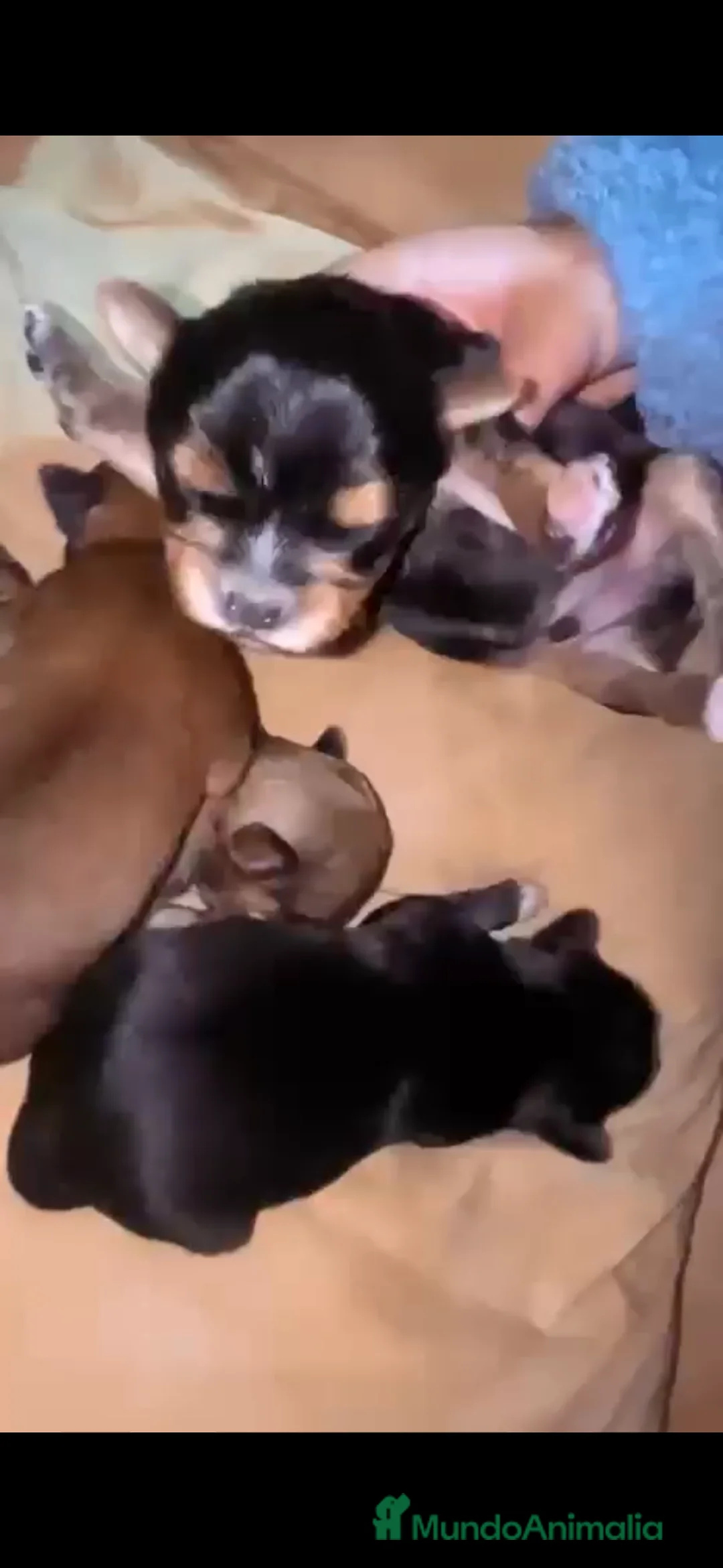 Raza Mixta perros en venta: Camada de madre Yokrshire y padre chihuahua - Anuncio 1