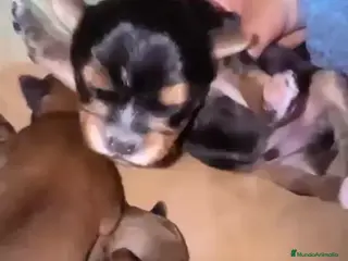 Raza Mixta perros Camada de madre Yokrshire y padre chihuahua - Anuncio 1