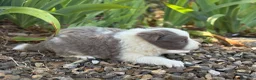 Border Collie perros en venta: Border Collie colores únicos 🐾🐾🐾 - Anuncio 5