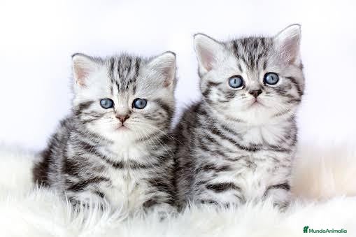 Británico de Pelo Corto gatos Brithis Shorthair silver tabby bebes preciosos  - Anuncio 3