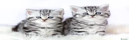 Británico de Pelo Corto gatos en venta: Brithis Shorthair silver tabby bebes preciosos  - Anuncio 1
