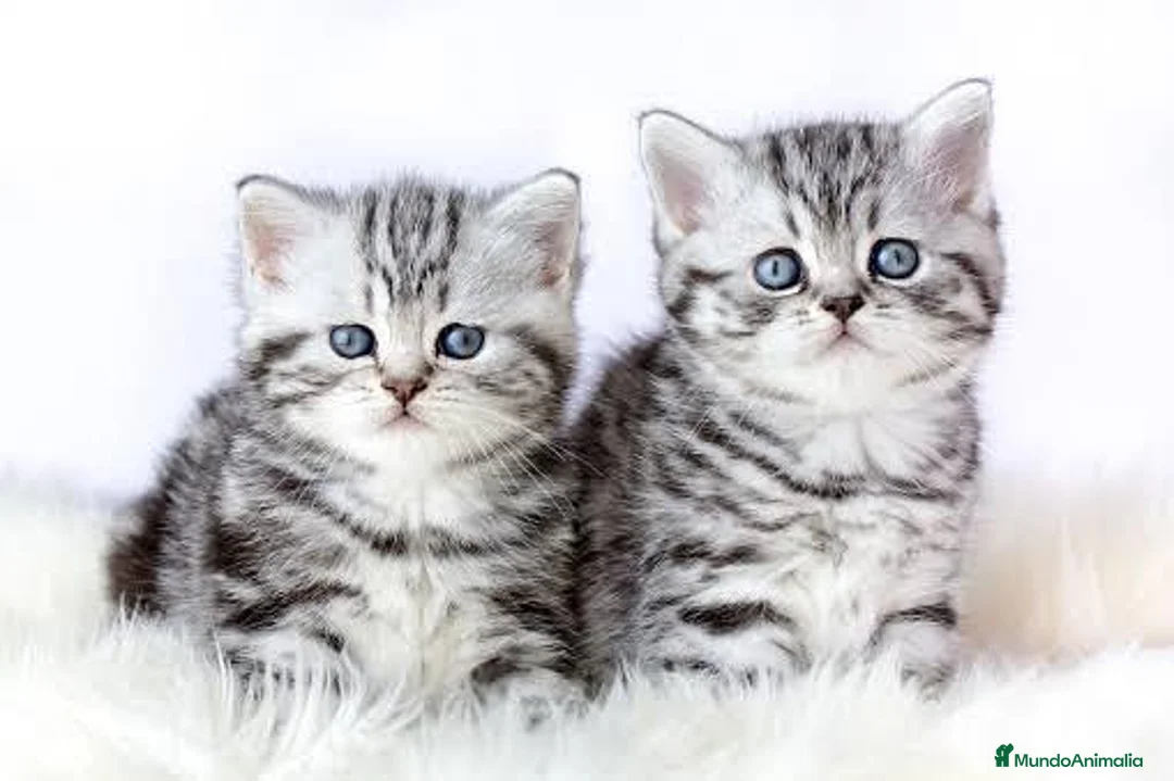 Británico de Pelo Corto gatos en venta: Brithis Shorthair silver tabby bebes preciosos  - Anuncio 1