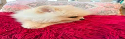 Pomerania perros en venta: Pomerania toy  - Anuncio 5
