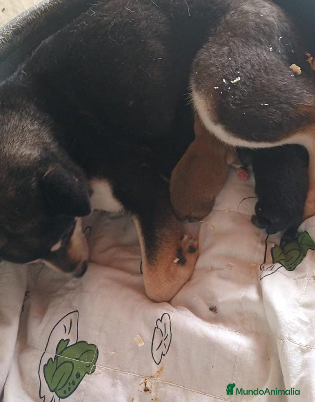 Shiba Inu perros en venta: CAMADA DE SHIBA INU EXCEPCIONAL  - Imagen 7