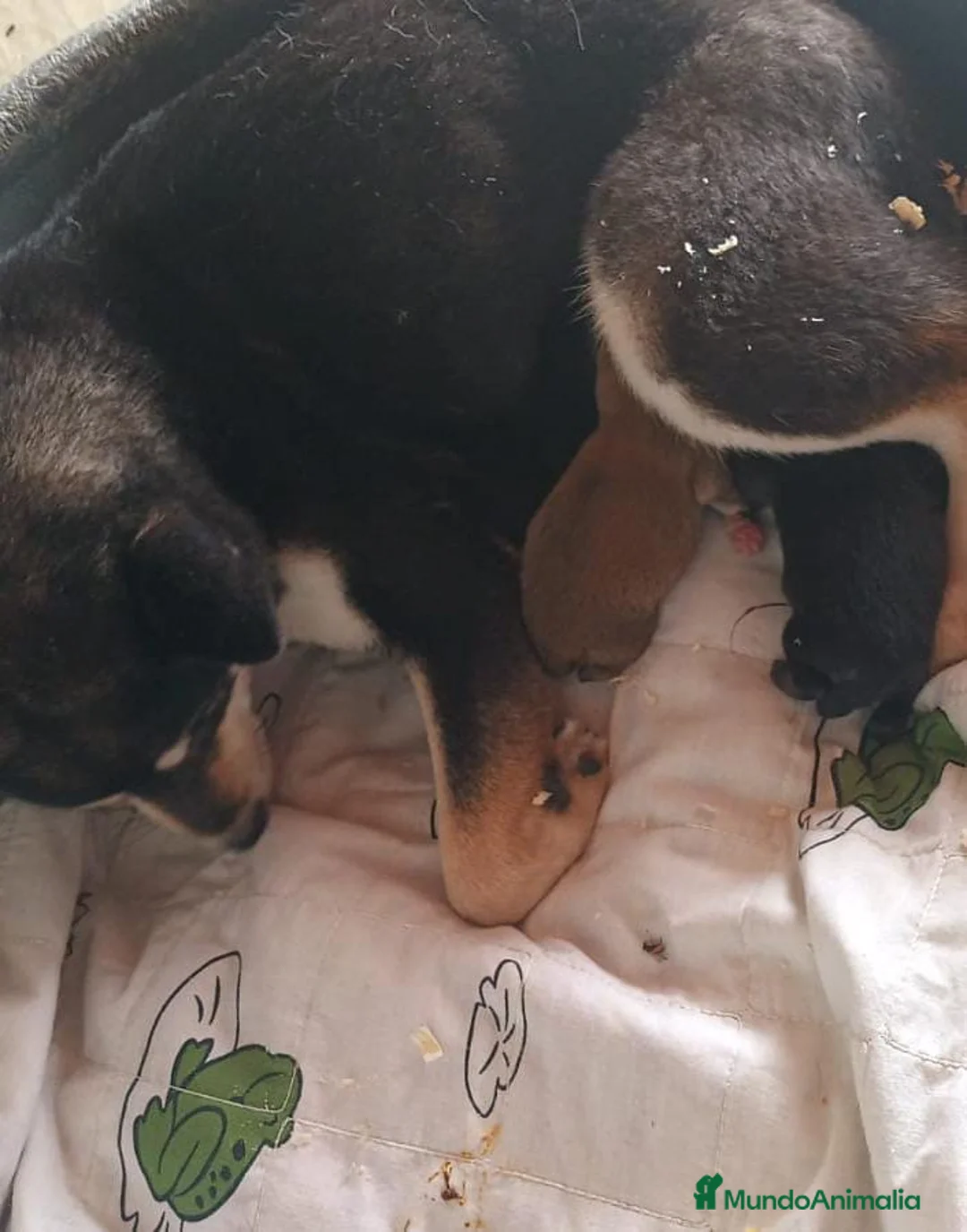 Shiba Inu perros en venta: CAMADA DE SHIBA INU EXCEPCIONAL  - Anuncio 7