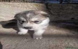 Husky Siberiano perros en venta: HUSKYS - Imagen 1