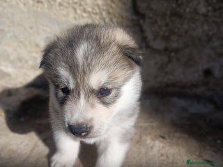 Husky Siberiano perros - Anuncio 2