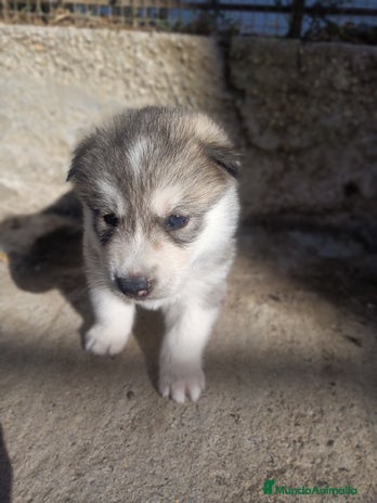 Husky Siberiano perros - Anuncio 1