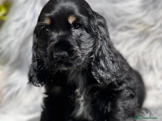 Cocker Spaniel Inglés perros en Barcelona - Anuncio 21