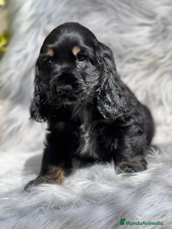 Cocker Spaniel Inglés perros en Barcelona - Anuncio 7