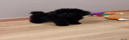 Caniche Toy perros en venta: Machito de caniche Toy  - Anuncio 3