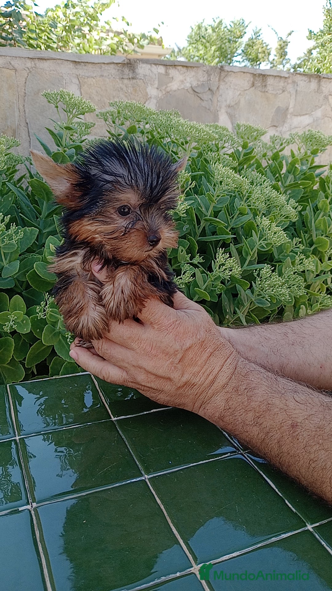 Yorkshire Terrier perros en venta: Yorkshire  - Anuncio 2