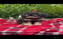 Caniche Toy perros en venta: Caniches toys Phanton ,apricot... - Imagen 6