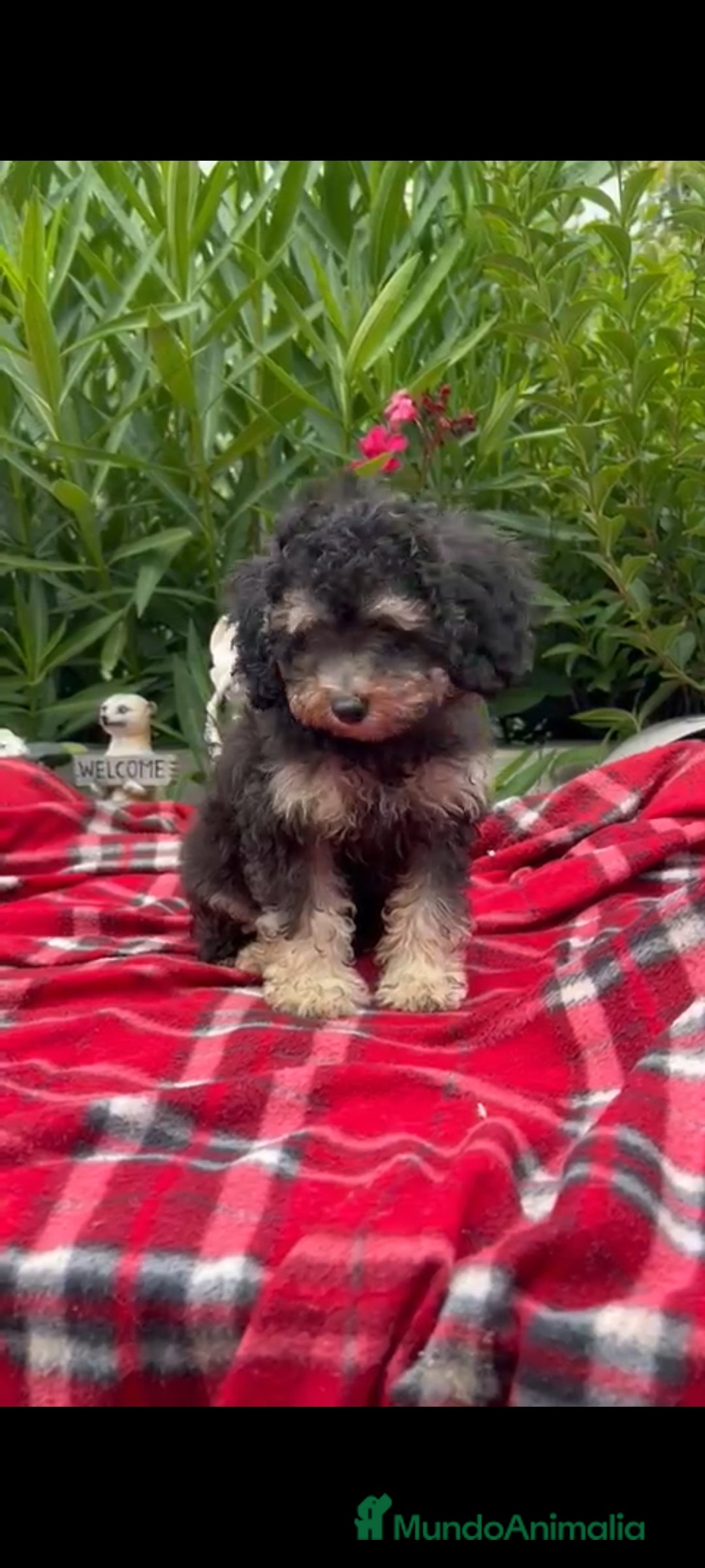 Caniche Toy perros en venta: Caniches toys Phanton ,apricot... - Imagen 6