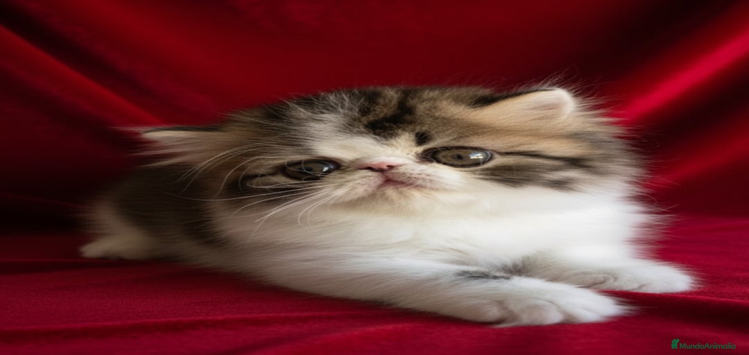 Imagen de galería {{count}}