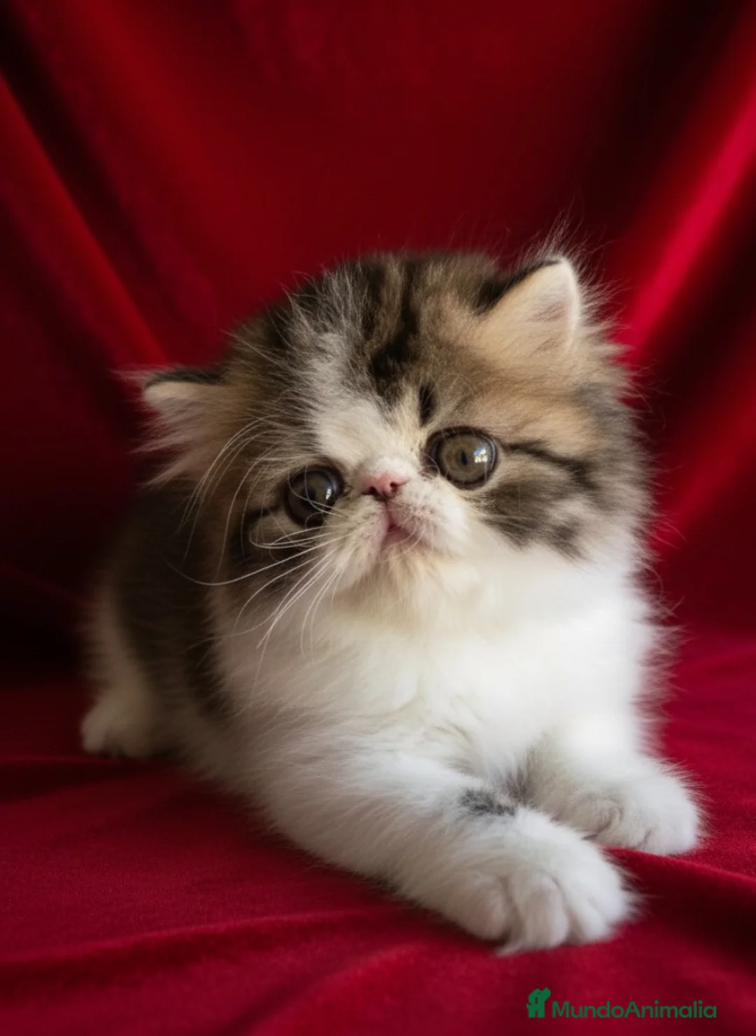 Imagen de galería {{count}}