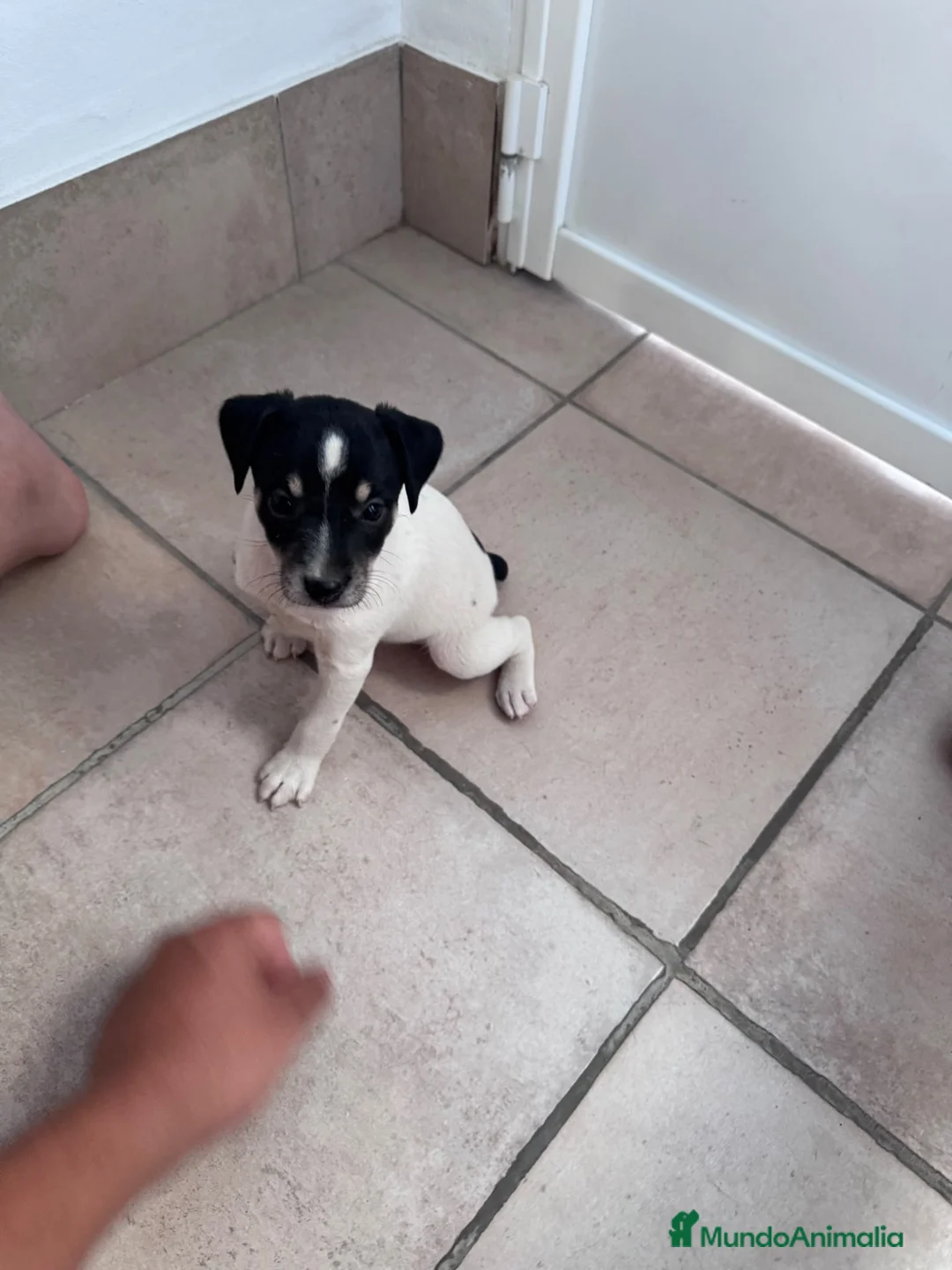 Ratonero Bodeguero Andaluz perros en venta: Cachorro de bodegero - Anuncio 1