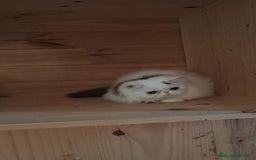 Persa gatos en venta: Gatito Persa - Anuncio 6