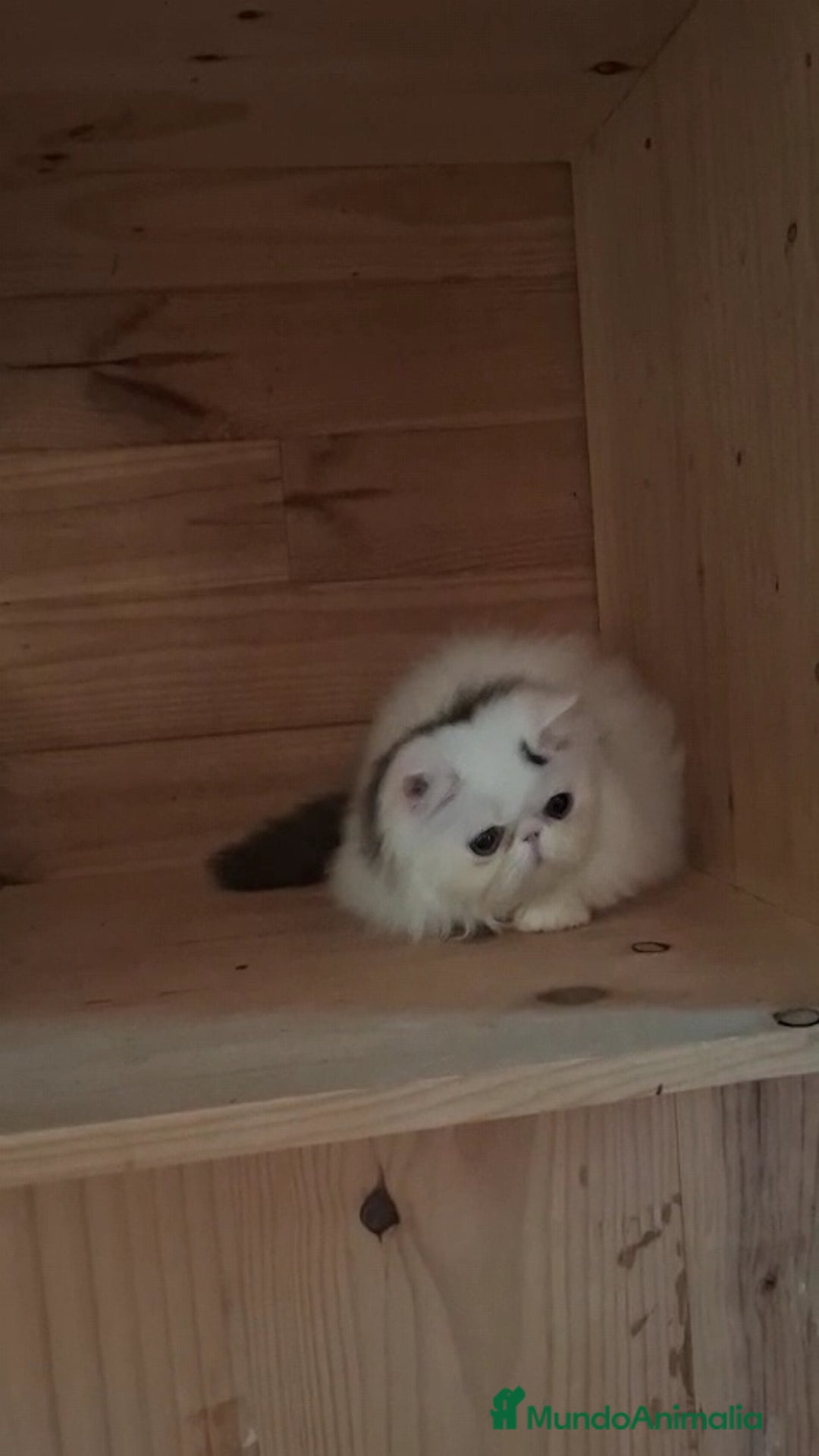 Persa gatos en venta: Gatito Persa - Anuncio 6