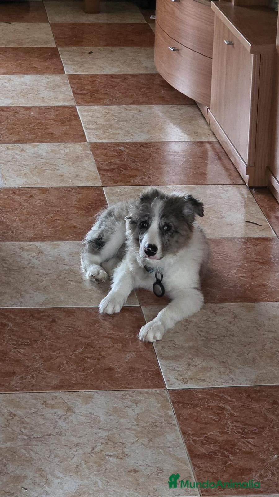 Border Collie perros BORDER COLLIE HEMBRA MERLE. - Anuncio 2