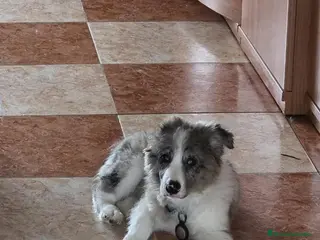 Border Collie perros BORDER COLLIE HEMBRA MERLE. - Anuncio 2