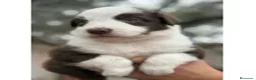Border Collie perros en venta: BORDER COLLIE PUPPY. - Anuncio 2