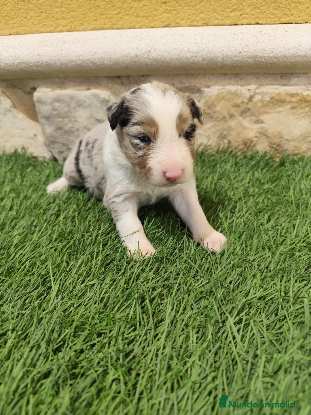 Border Collie perros en venta: Border Collie triblue choco - Anuncio 1