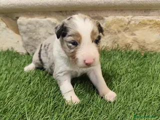 Border Collie perros Border Collie triblue choco - Anuncio 2
